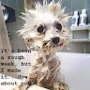 Meet your Posher, Grace